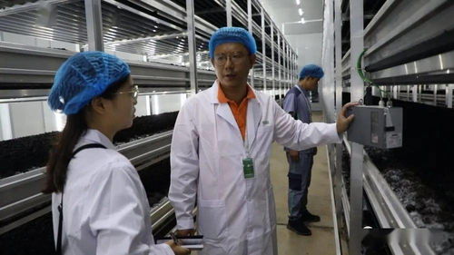 菌香飄千里，科技助搬遷——貴州岑鞏以菌產業年供300崗位，助力易地搬遷群眾城市扎根